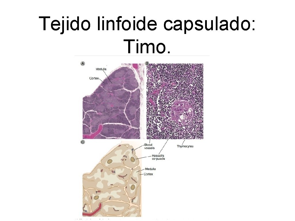 Tejido linfoide capsulado: Timo. 