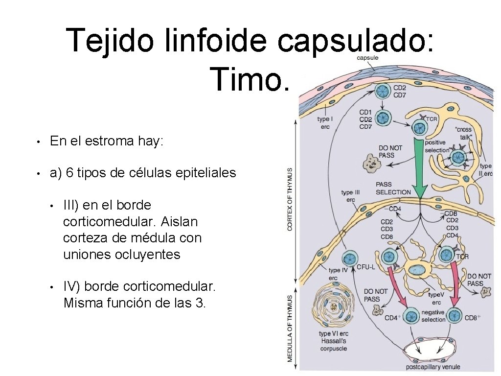 Tejido linfoide capsulado: Timo. • En el estroma hay: • a) 6 tipos de