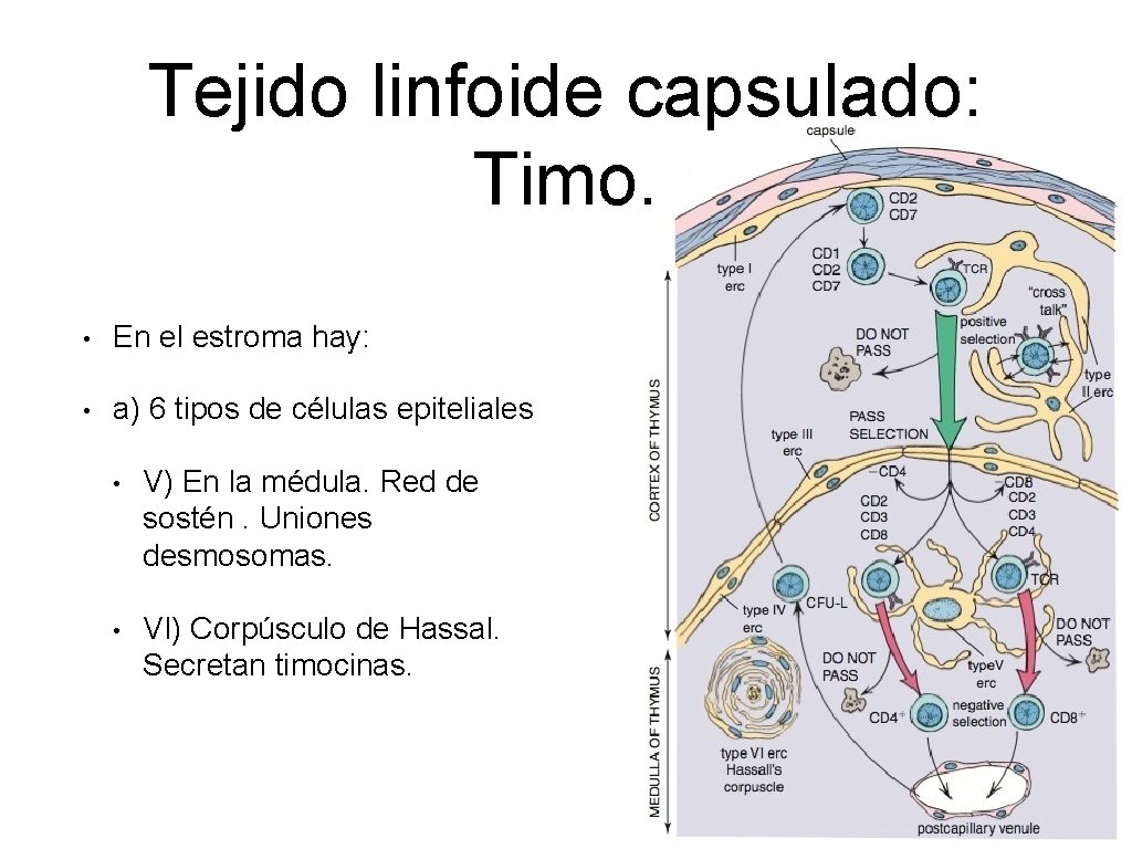 Tejido linfoide capsulado: Timo. • En el estroma hay: • a) 6 tipos de