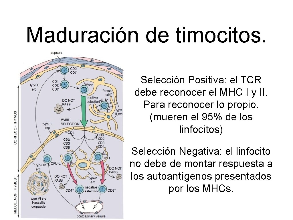 Maduración de timocitos. Selección Positiva: el TCR debe reconocer el MHC I y II.