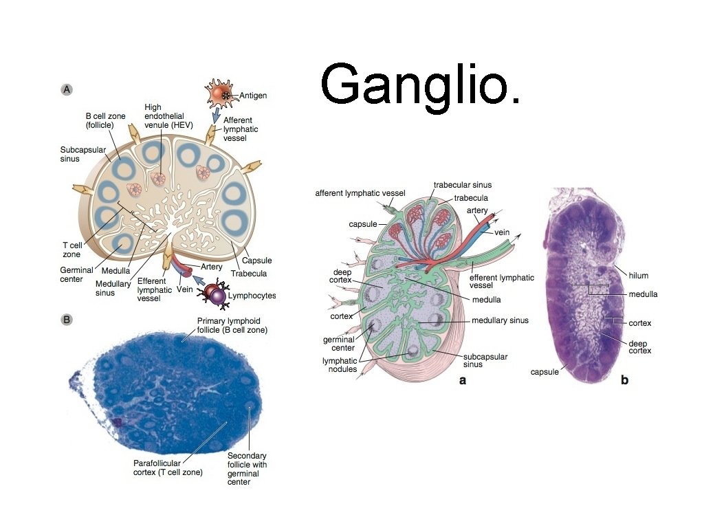 Ganglio. 