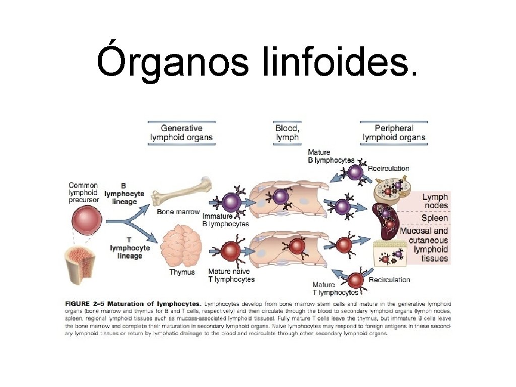 Órganos linfoides. 