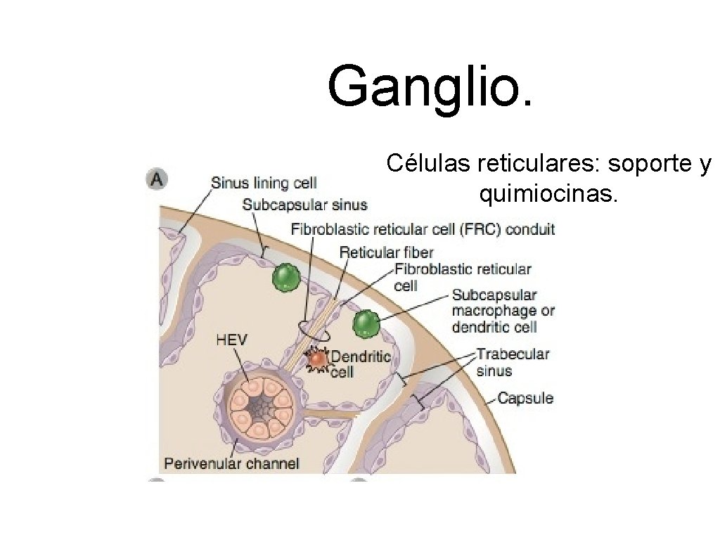 Ganglio. Células reticulares: soporte y quimiocinas. 