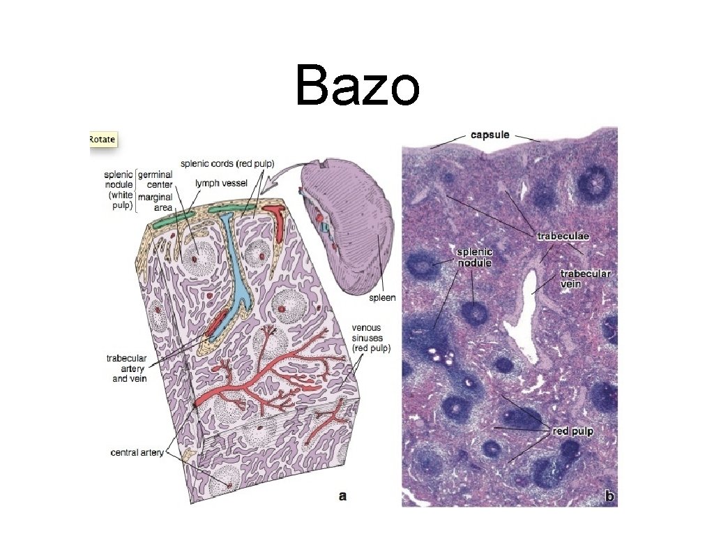 Bazo 