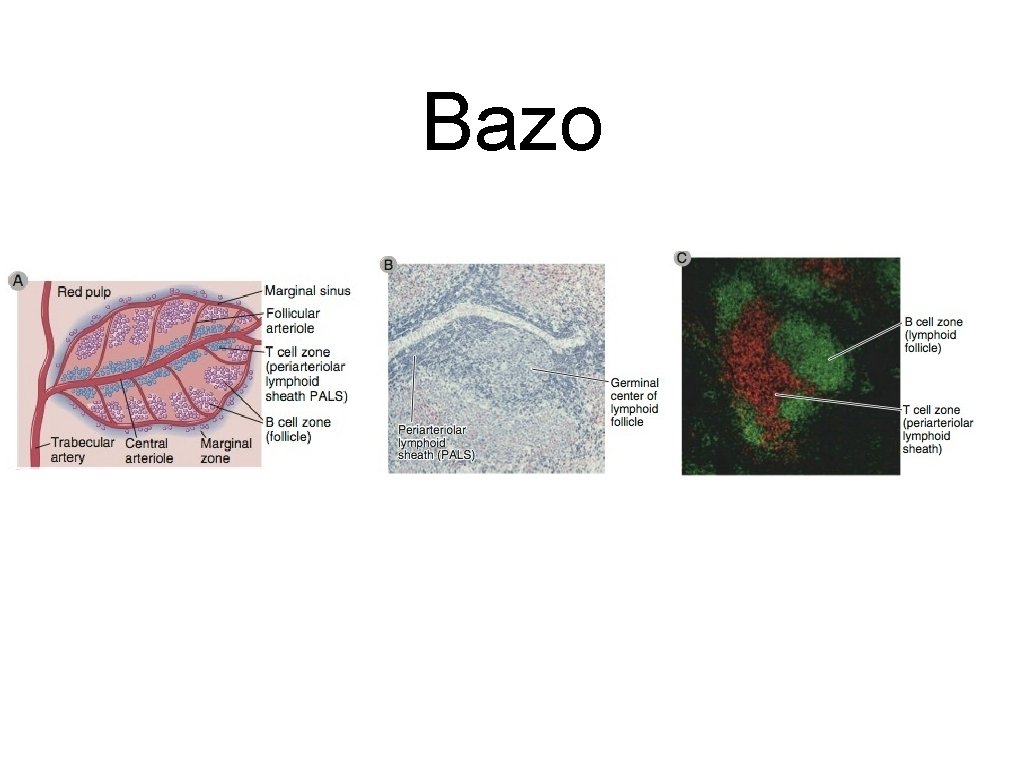 Bazo 