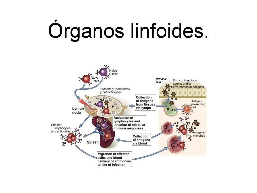 Órganos linfoides. 