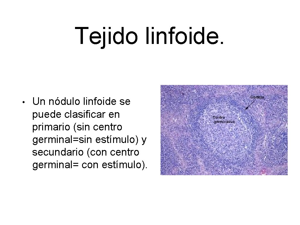 Tejido linfoide. • Un nódulo linfoide se puede clasificar en primario (sin centro germinal=sin
