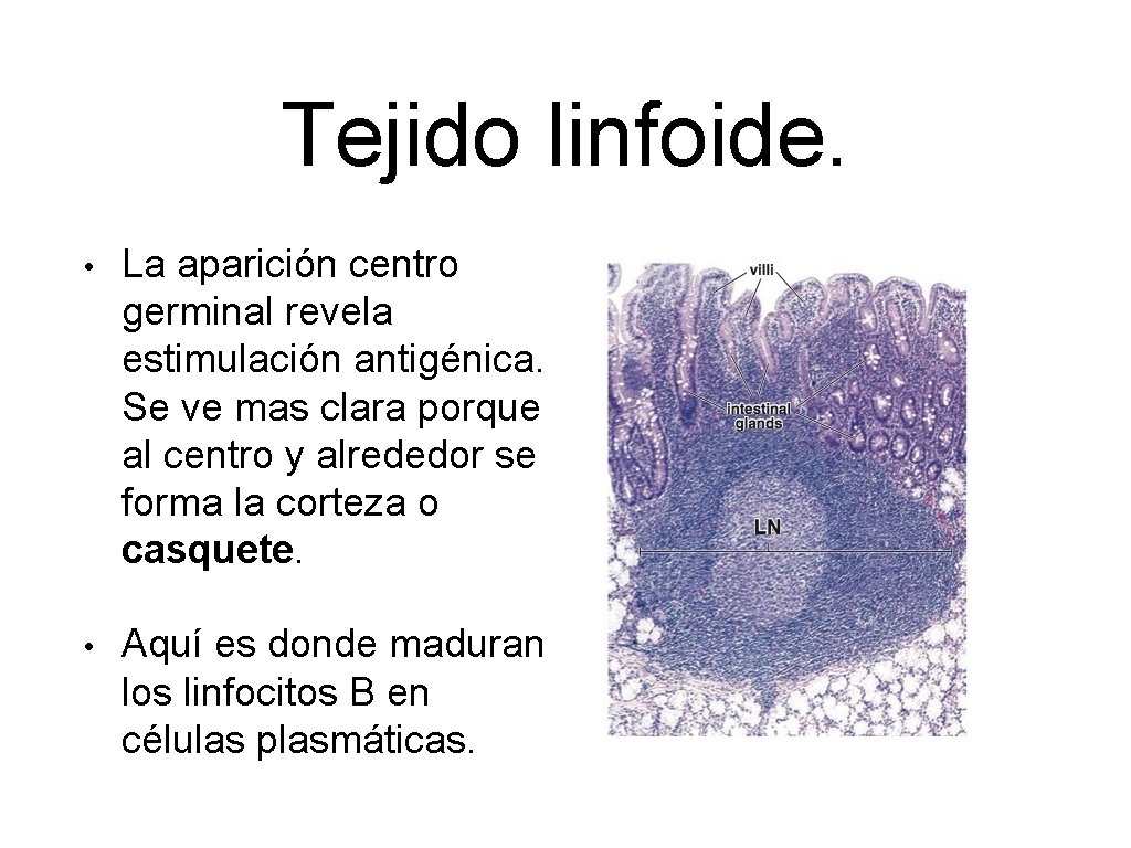 Tejido linfoide. • La aparición centro germinal revela estimulación antigénica. Se ve mas clara