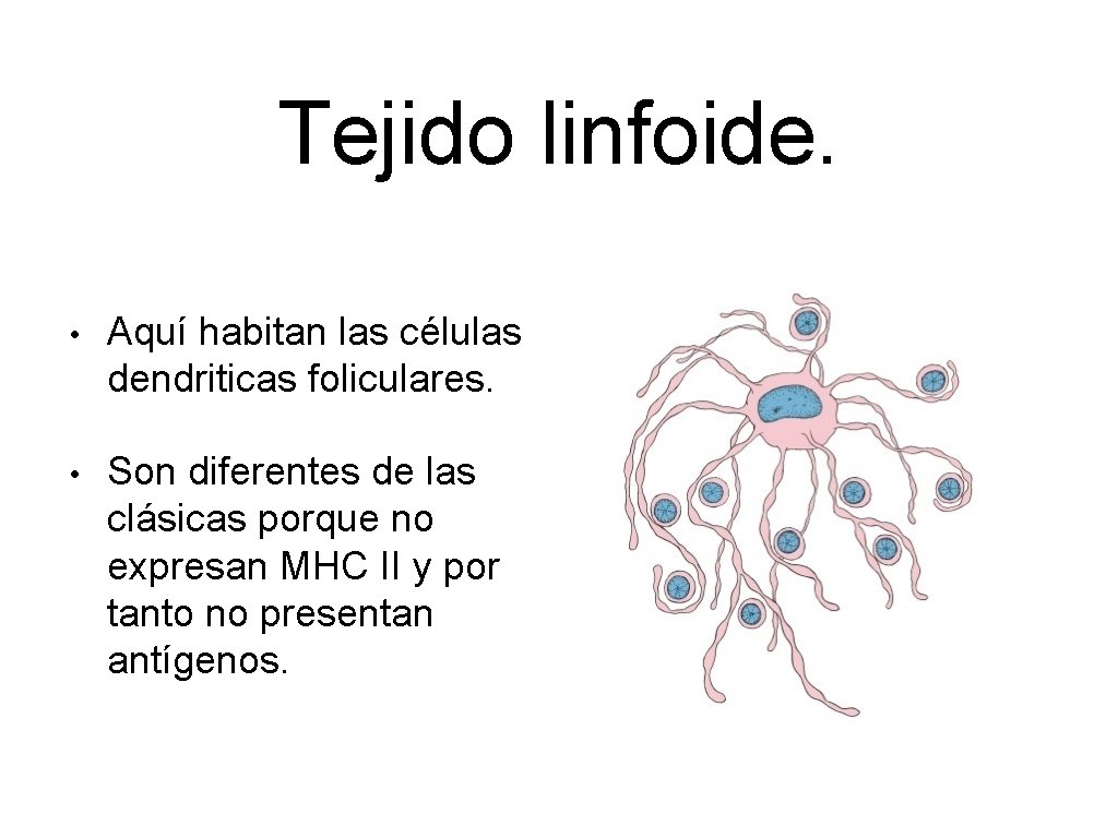 Tejido linfoide. • Aquí habitan las células dendriticas foliculares. • Son diferentes de las