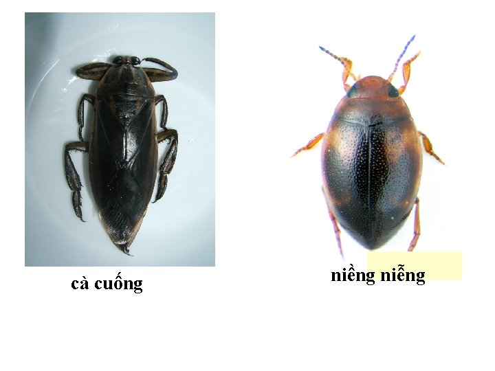 cà cuống niềng niễng 