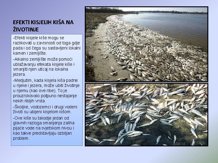 EFEKTI KISJELIH KIŠA NA ŽIVOTINJE -Efekti kisjele kiše mogu se razlikovati u zavisnosti od