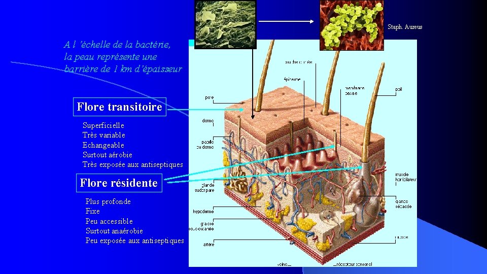 Staph. Aureus A l ’échelle de la bactérie, la peau représente une barrière de