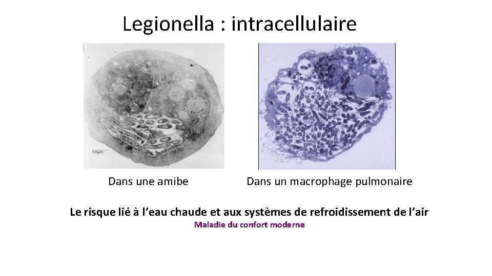 Legionella : intracellulaire Dans une amibe Dans un macrophage pulmonaire Le risque lié à