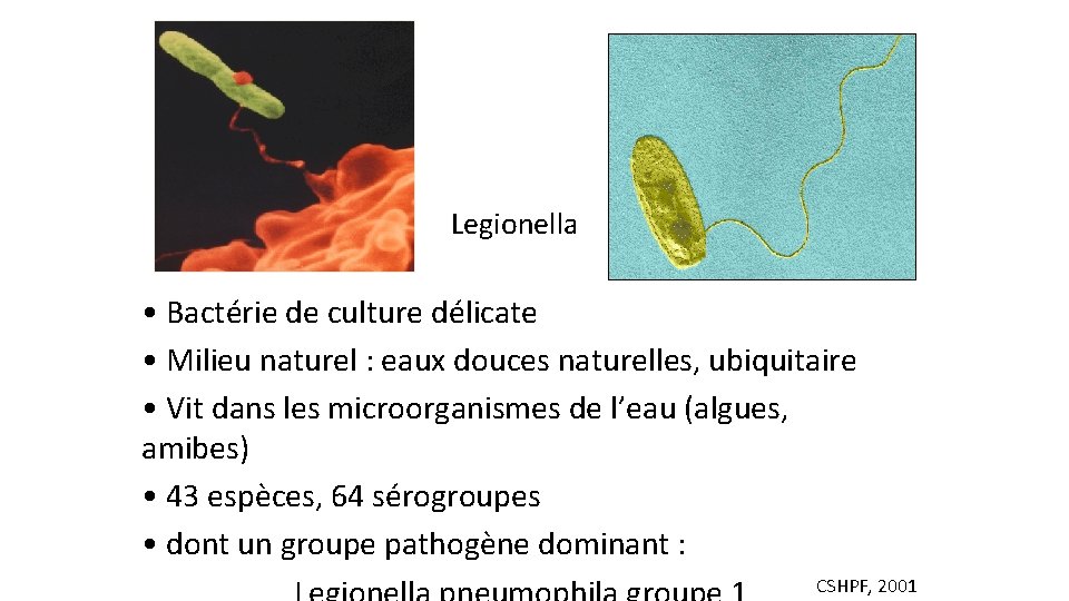Legionella • Bactérie de culture délicate • Milieu naturel : eaux douces naturelles, ubiquitaire