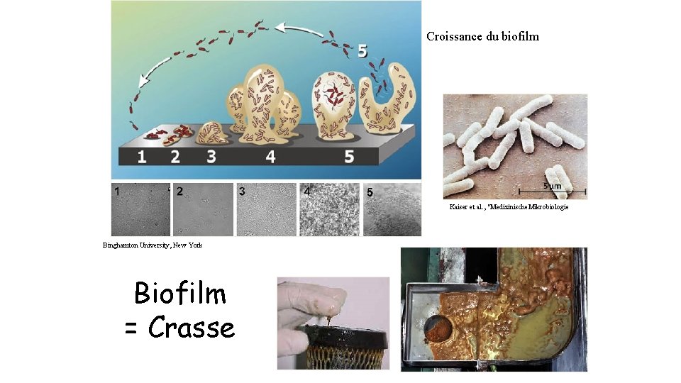 Croissance du biofilm Kaiser et al. , "Medizinische. Mikrobiologie Binghamton University, New York Biofilm