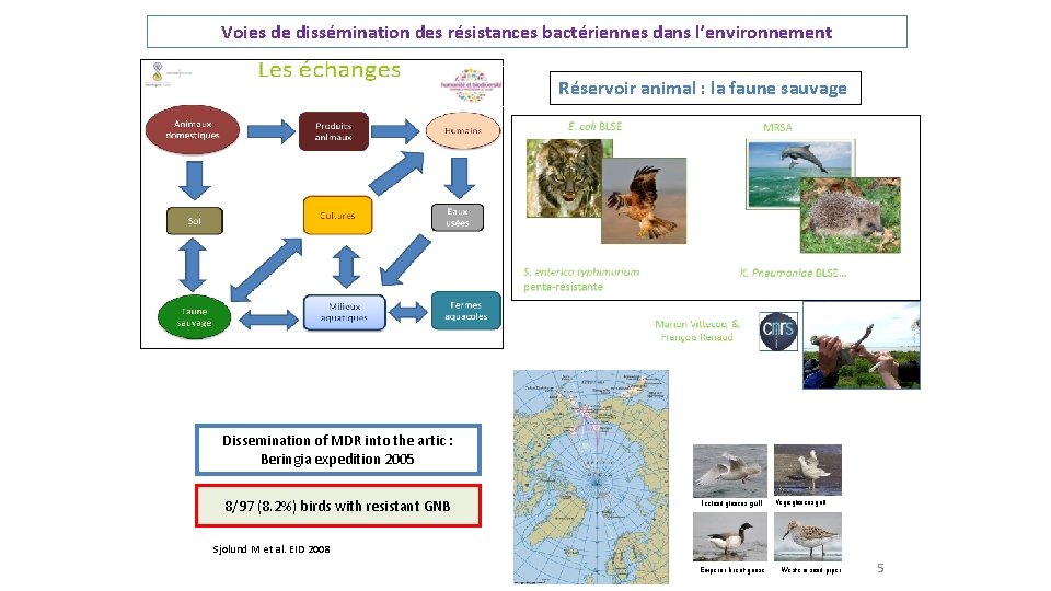 Voies de dissémination des résistances bactériennes dans l’environnement Réservoir animal : la faune sauvage