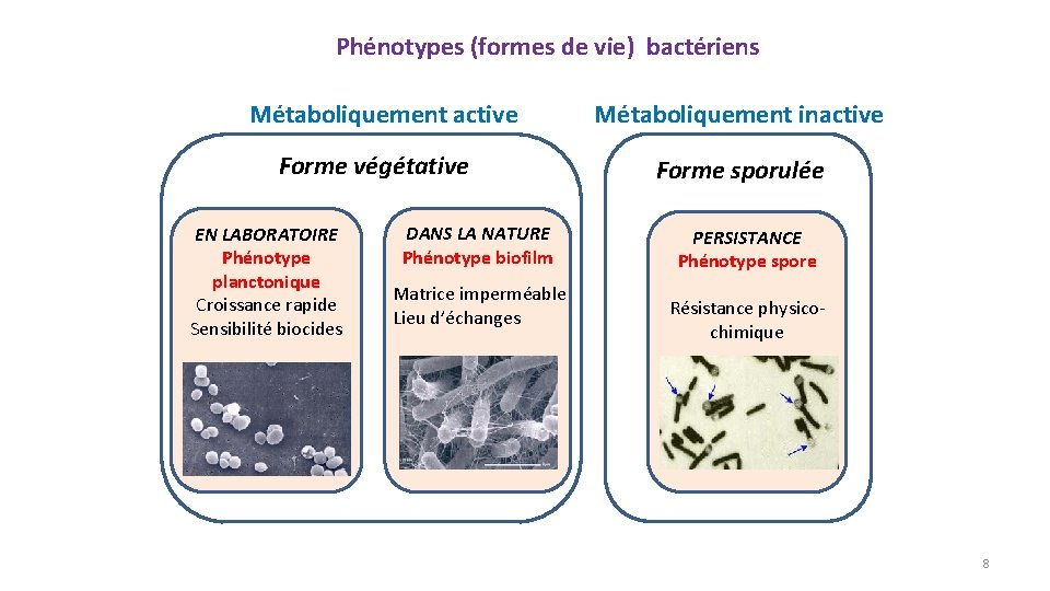 Phénotypes (formes de vie) bactériens Métaboliquement active Forme végétative EN LABORATOIRE Phénotype planctonique Croissance