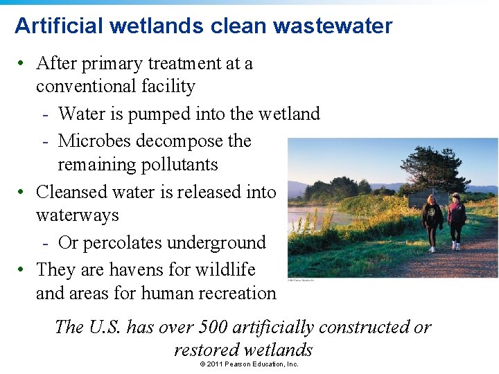 Artificial wetlands clean wastewater • After primary treatment at a conventional facility - Water