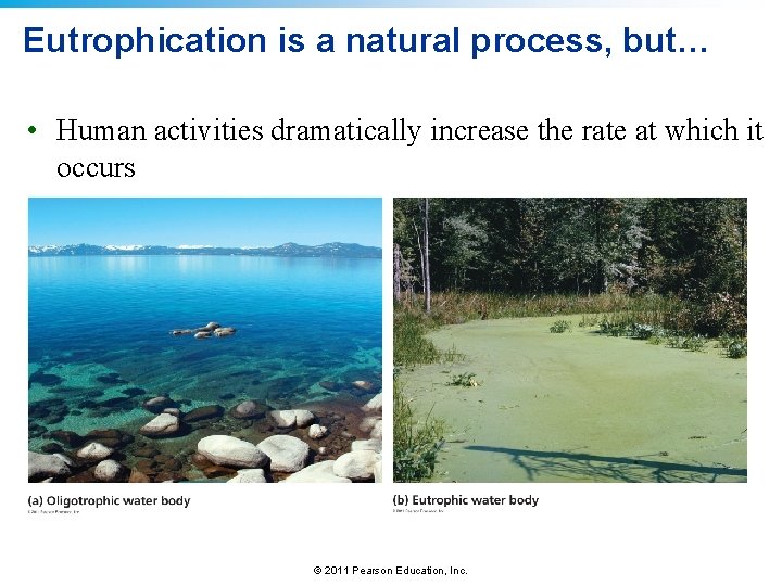 Eutrophication is a natural process, but… • Human activities dramatically increase the rate at