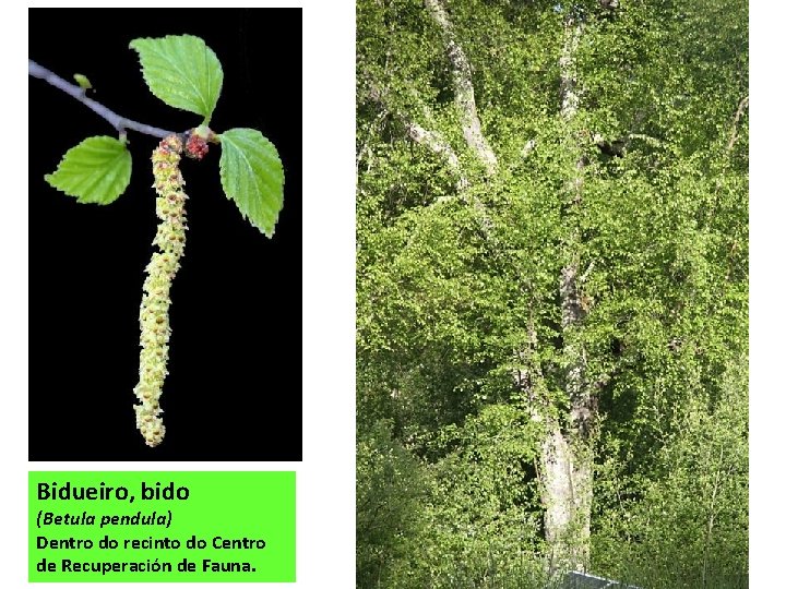 Bidueiro, bido (Betula pendula) Dentro do recinto do Centro de Recuperación de Fauna. 