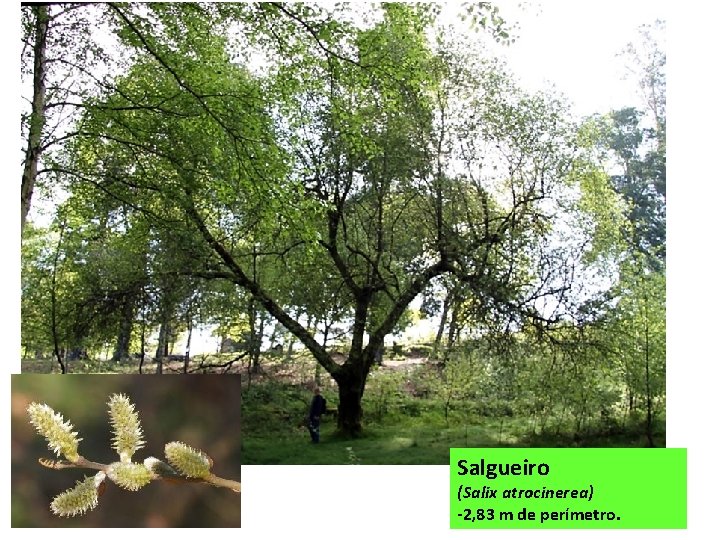 Salgueiro (Salix atrocinerea) -2, 83 m de perímetro. 