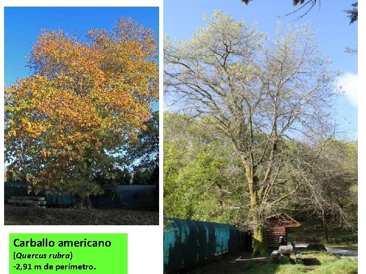 Carballo americano (Quercus rubra) -2, 91 m de perímetro. 