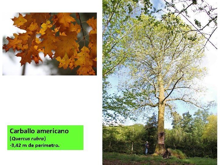 Carballo americano (Quercus rubra) -3, 42 m de perímetro. 