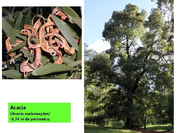 Acacia (Acacia melanoxylon) -3, 74 m de perímetro. 