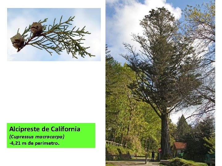 Alcipreste de California (Cupressus macrocarpa) -4, 21 m de perímetro. 