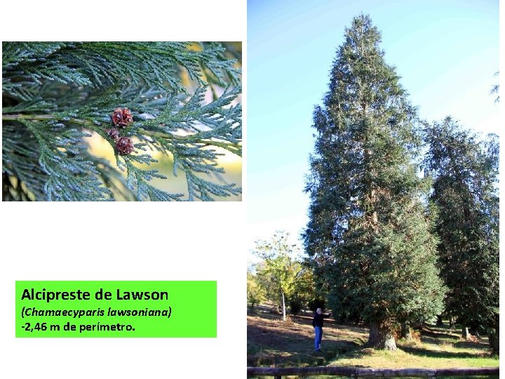 Alcipreste de Lawson (Chamaecyparis lawsoniana) -2, 46 m de perímetro. 
