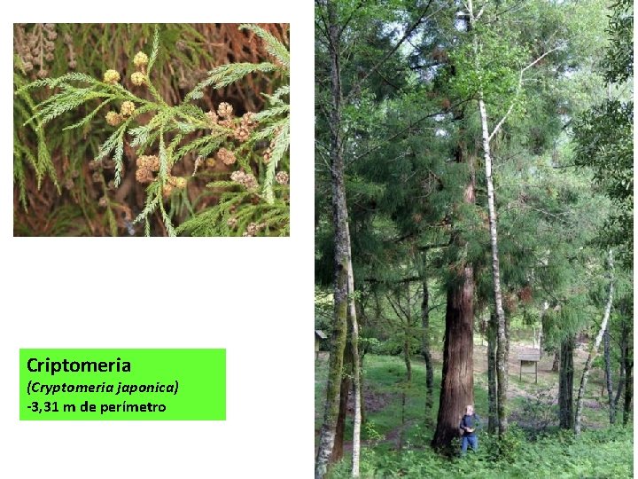 Criptomeria (Cryptomeria japonica) -3, 31 m de perímetro 