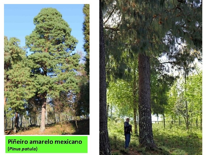 Piñeiro amarelo mexicano (Pinus patula) 