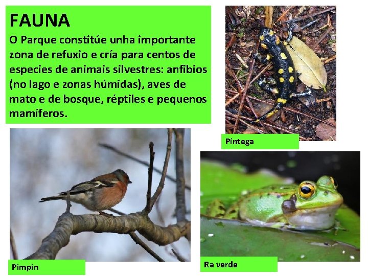 FAUNA O Parque constitúe unha importante zona de refuxio e cría para centos de