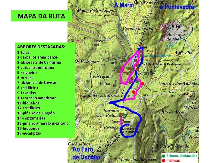 MAPA DA RUTA ÁRBORES DESTACADAS: 1 -tuias 2 -carballos americanos 3 -alcipreste de California