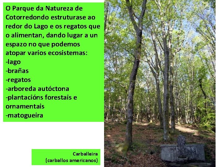 O Parque da Natureza de Cotorredondo estruturase ao redor do Lago e os regatos