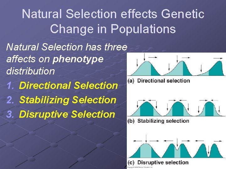 Natural Selection effects Genetic Change in Populations Natural Selection has three affects on phenotype
