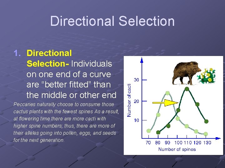 Directional Selection 1. Directional Selection- Individuals on one end of a curve are “better