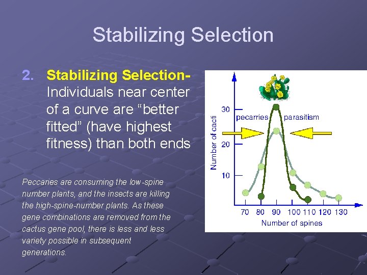 Stabilizing Selection 2. Stabilizing Selection. Individuals near center of a curve are “better fitted”