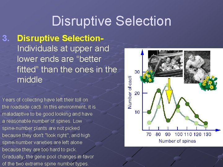 Disruptive Selection 3. Disruptive Selection. Individuals at upper and lower ends are “better fitted”