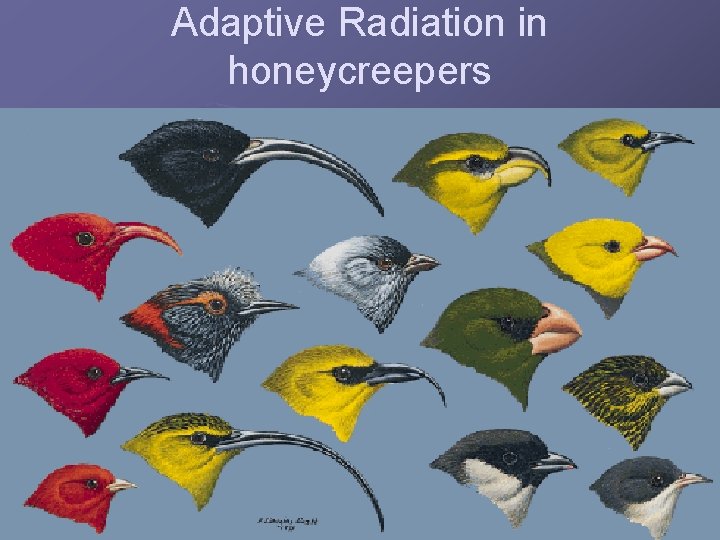 Adaptive Radiation in honeycreepers 