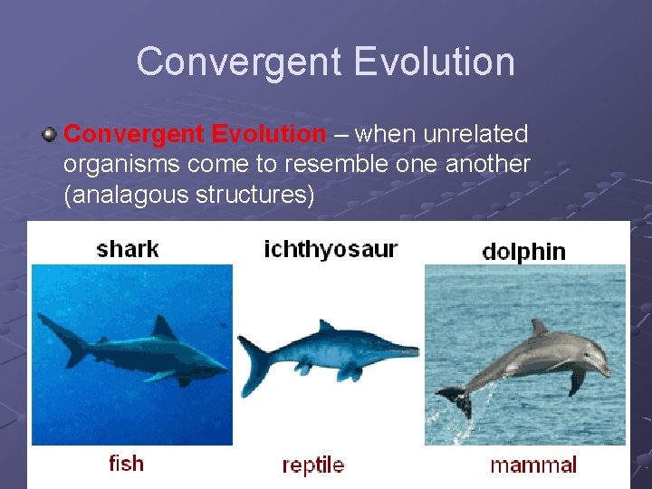 Convergent Evolution – when unrelated organisms come to resemble one another (analagous structures) 