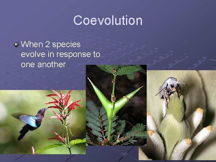 Coevolution When 2 species evolve in response to one another 