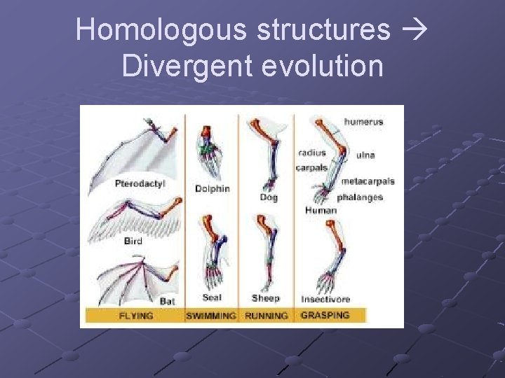 Homologous structures Divergent evolution 