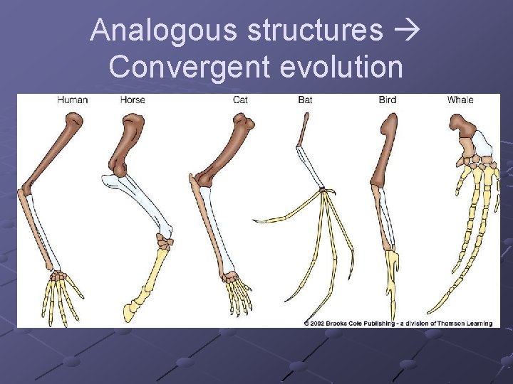 Analogous structures Convergent evolution 