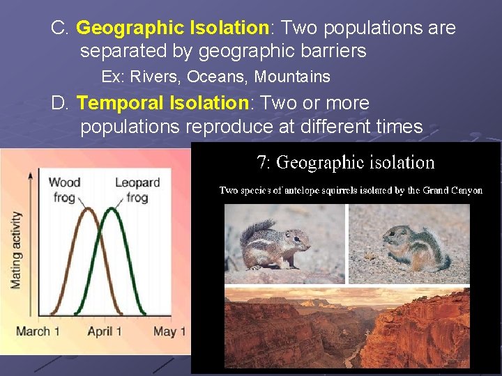 C. Geographic Isolation: Two populations are separated by geographic barriers Ex: Rivers, Oceans, Mountains