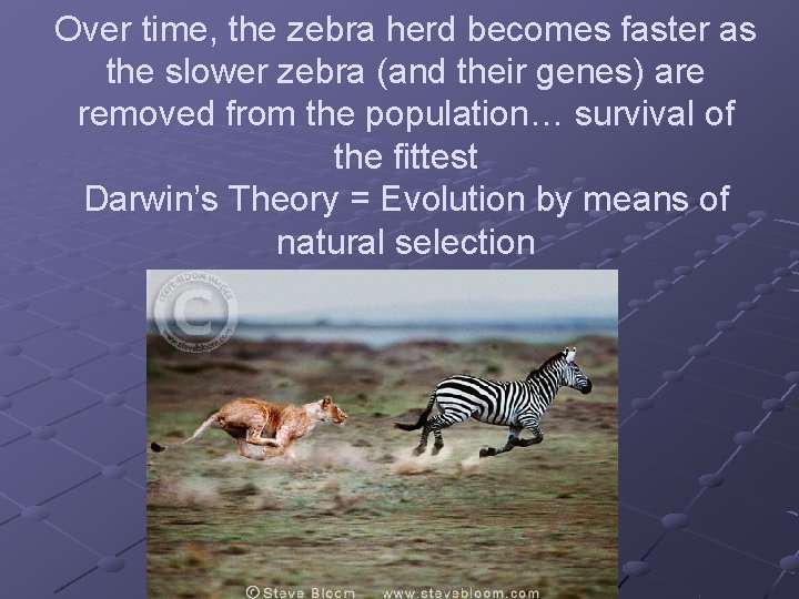 Over time, the zebra herd becomes faster as the slower zebra (and their genes)