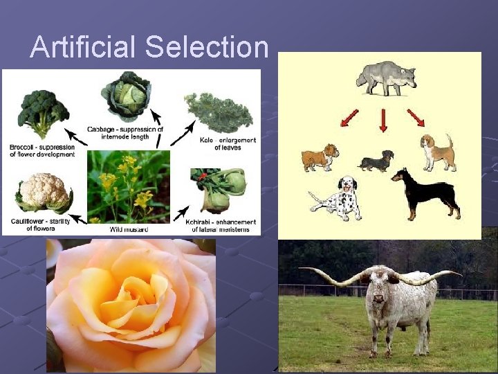 Artificial Selection 