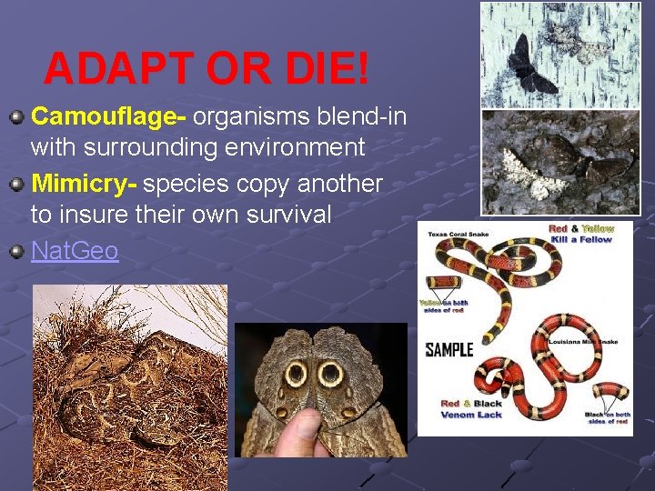 ADAPT OR DIE! Camouflage- organisms blend-in with surrounding environment Mimicry- species copy another to