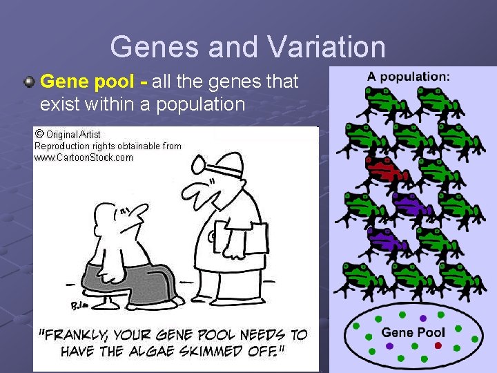 Genes and Variation Gene pool - all the genes that exist within a population