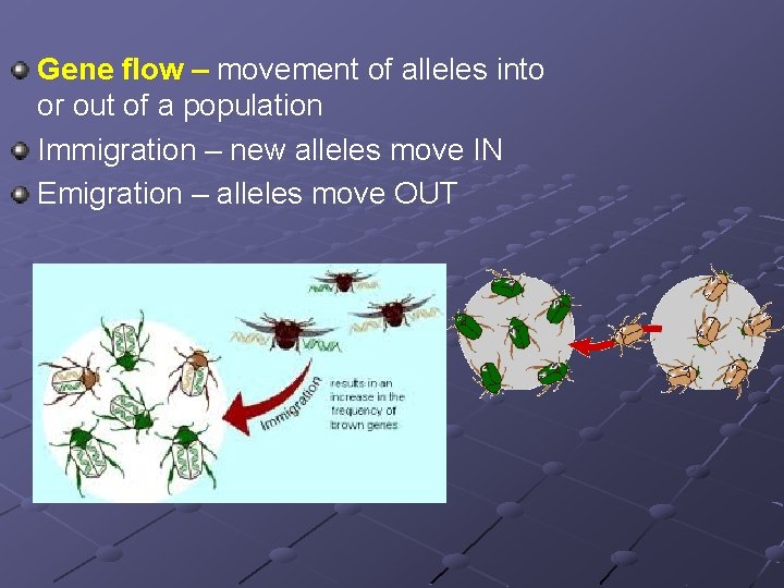 Gene flow – movement of alleles into or out of a population Immigration –